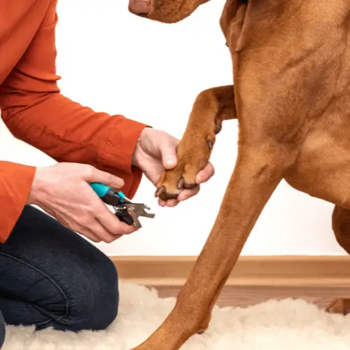 How to Cut Dog Nails