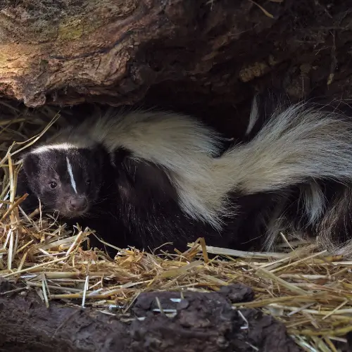 how to get skunk smell off dog