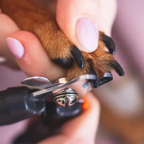 how to cut dog nails