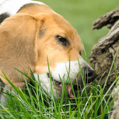 Why Does My Dog Eat Grass? Unraveling the Mystery