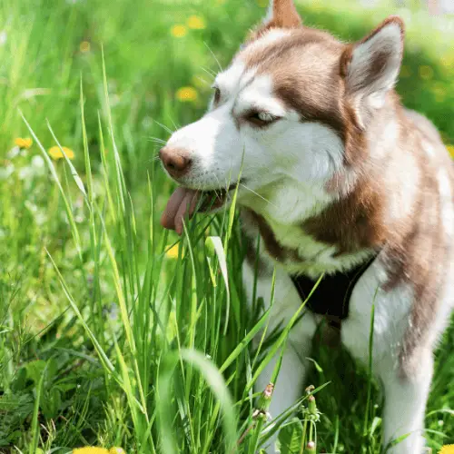 Why Does My Dog Eat Grass