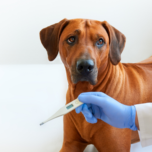 how to tell if a dog has a fever