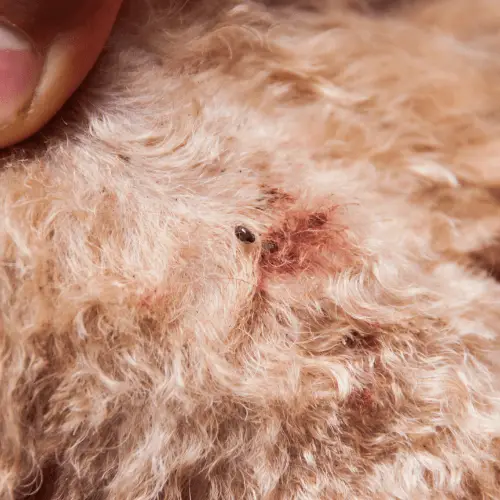 what does flea dirt look like on a dog