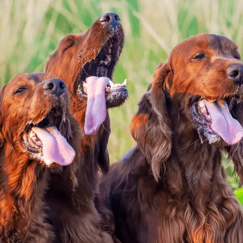 Why Is My Dog Panting So Much? Decoding Your Canine’s Heavy Breathing