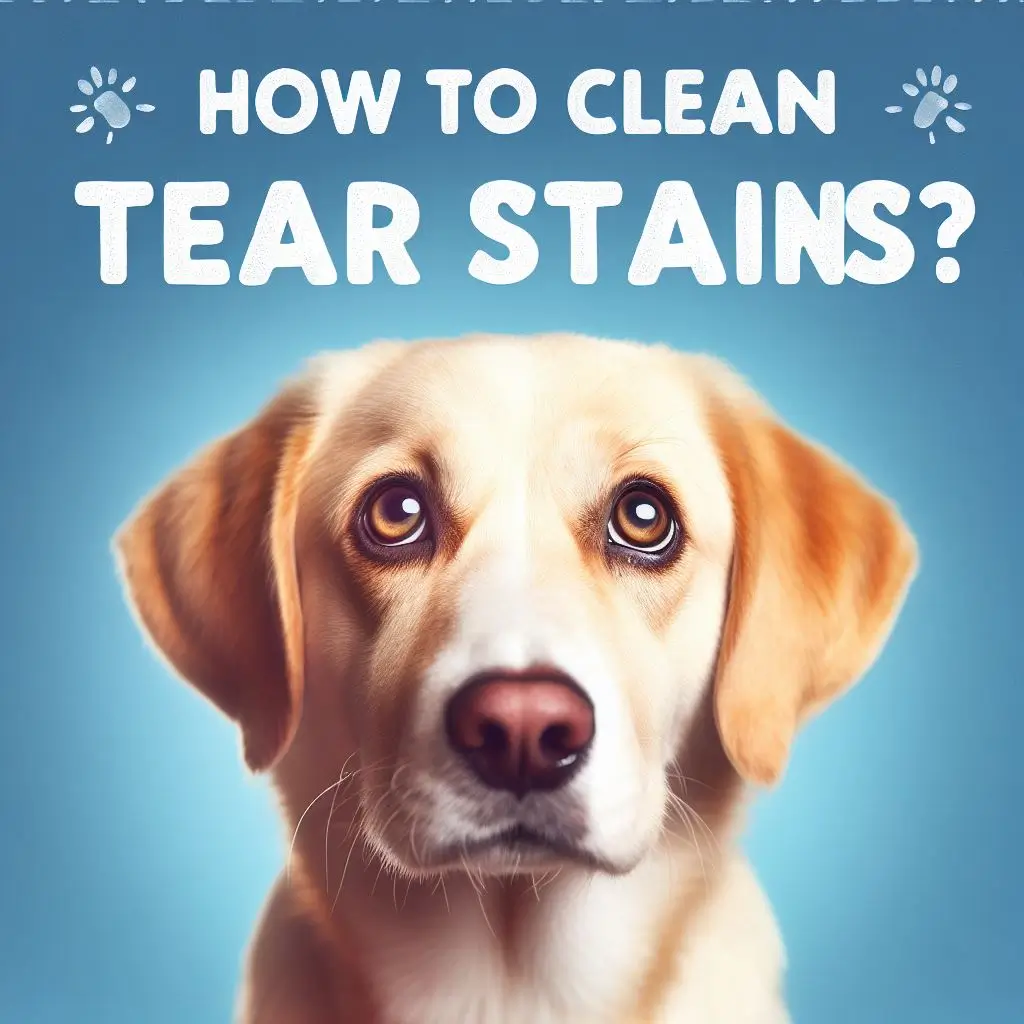 An infographic that shows the steps and tips on how to clean dog tear stains effectively and safely, as well as how to avoid or deal with common problems related to them.