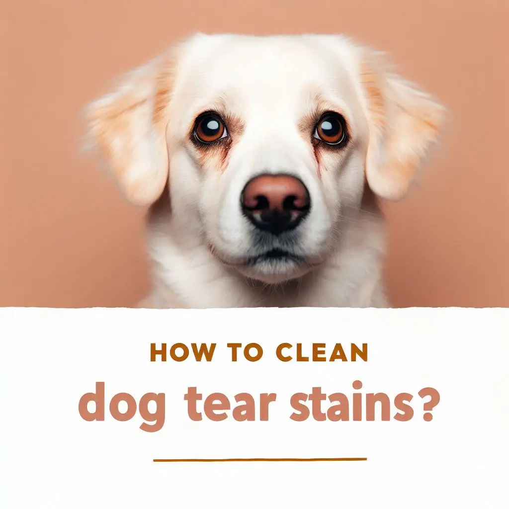 A guide on how to clean dog tear stains using various products and methods, with tips on how to prevent, treat, and maintain them